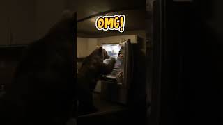 Caught on Camera: Bear Steals Food from Kitchen! #shorts