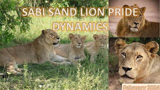 SABI SAND LION PRIDE DYNAMICS | February 2024