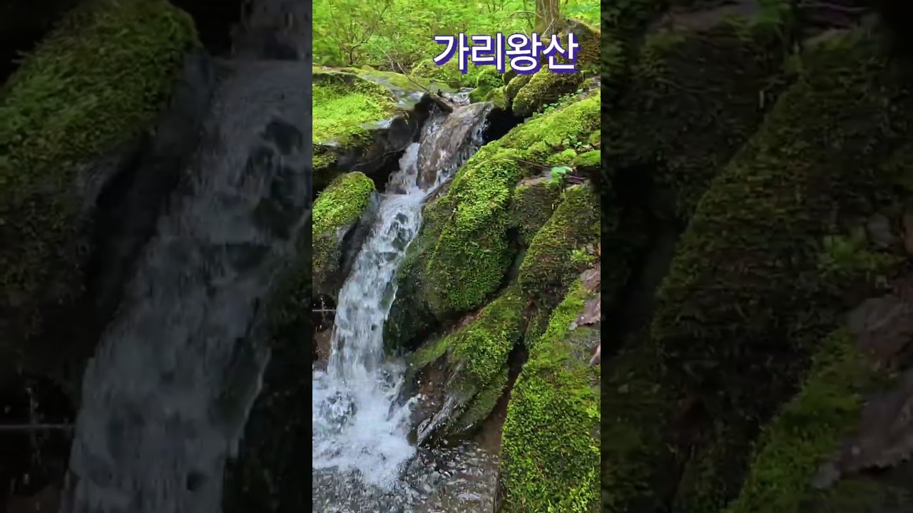 가리왕산 최단코스 발심사 강원20챌린지 이끼계곡 2025.05.16 #산행 #여행 #shorts