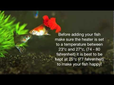 Como curar DOENTE GUPPY (Simple Method)