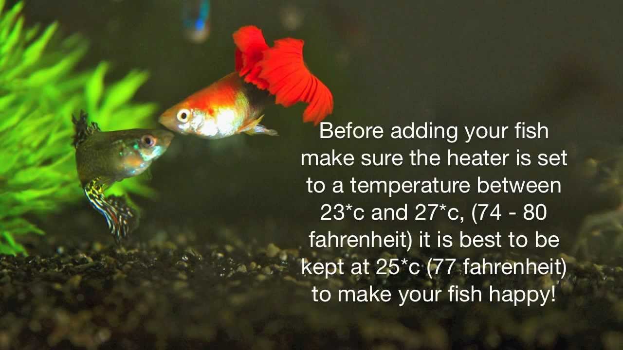 taking care of guppies