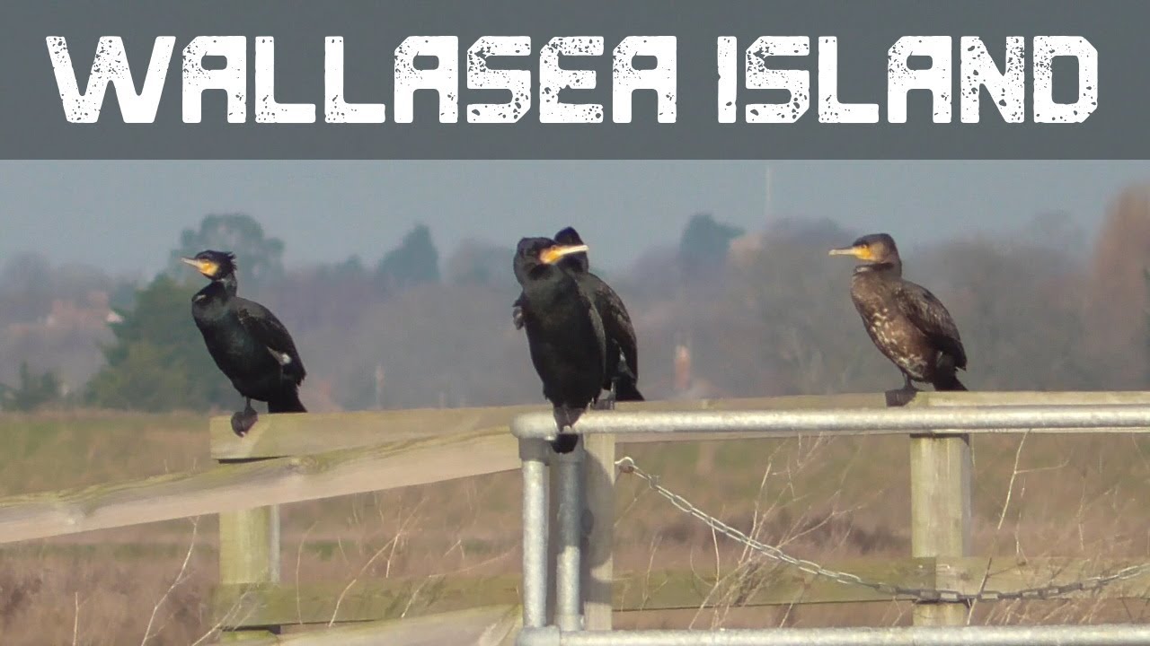 RSPB: Wallasea Island [6th Jan 2022]