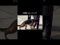 継続が大切です #doglibre #ネコいぬワイドショー #犬のしつけ #シェパード