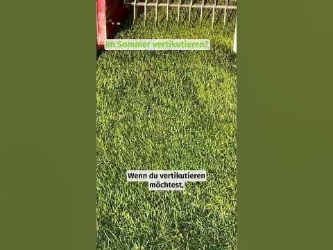 Rasen im Sommer vertikutieren?🤔 vertikutieren vertikutierer lüften 