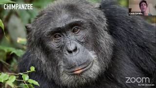 Download Lagu Cecile Sarabian | Primate Research MP3