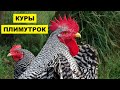 Разведение кур породы Плимутрок как бизнес идея | Куры Плимутрок