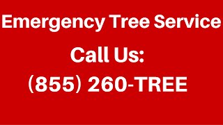 Emergency Tree Service Raleigh NC (855) 260-TREE