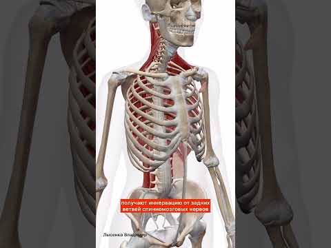 Мышцы спины в 3D. Анатомия мышц спины человека Anatomy of the back muscles in 3d