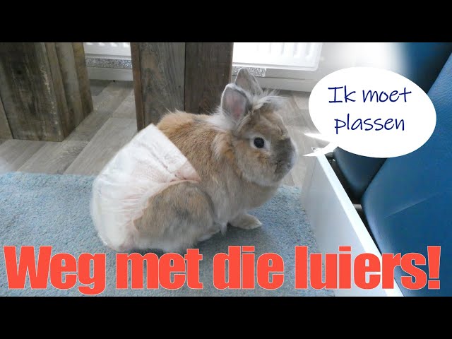 Hoe Kun Je Een Konijn Zindelijk Maken?