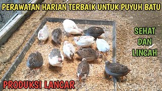 Best Daily Care for Button Quail