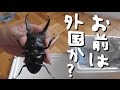 パラワンオオヒラタペア ♂99.0㎜と♀49.8㎜を買ってみた【外国か？】【はじめての外国産】【カブクワ界のジャックハンマー】【最強ドルクス】【ブルックスポイント】 【ガントン山】