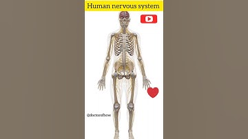 nervous system animation video #shorts