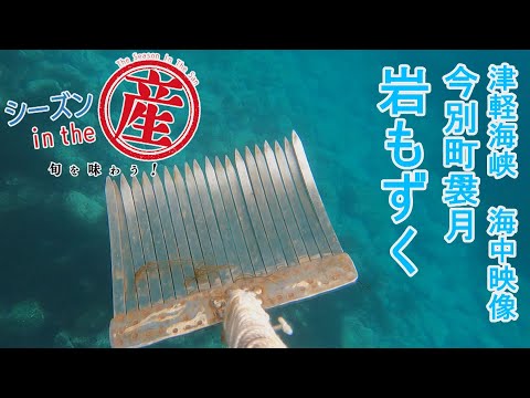 シーズンinthe産「今別町袰月・岩もずく」【津軽海峡 水中映像！岩もずく漁】㊻