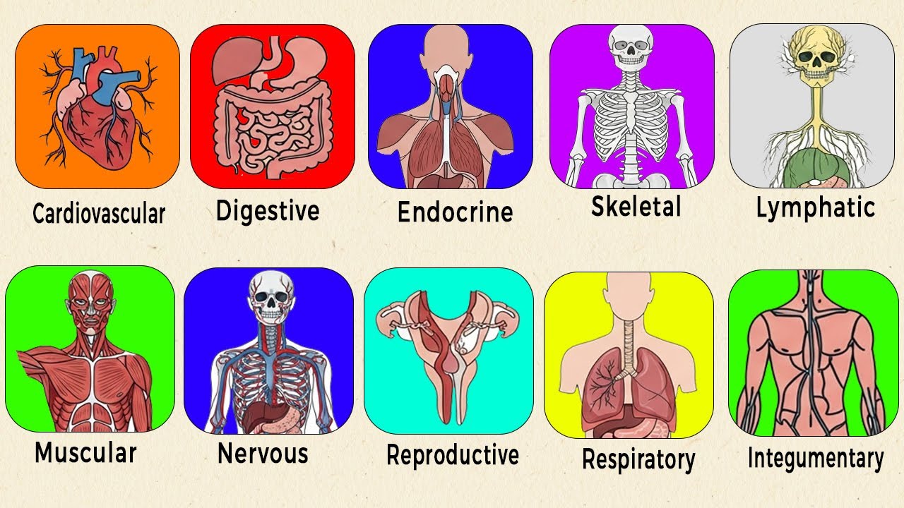 All Human Body Systems Explained in 4 Minutes - YouTube