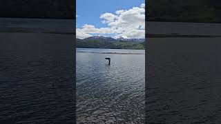 Playa Quila Quina, Neuquén, Argentina 🇦🇷 #travel #visitargentina #nature #patagonia