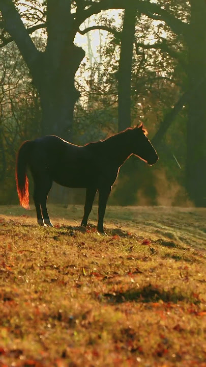 The way he runs back to his family as they wait for him in the woods 🥹 Alpine Wild Horse Midnight