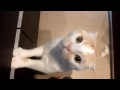 まとわりつくポッケ