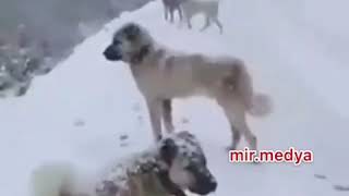 Di̇lem Pir Bi̇ri̇ne