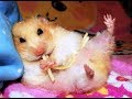 Уборка в клетках хомяков (часть 1) / Cleaning hamster's cages