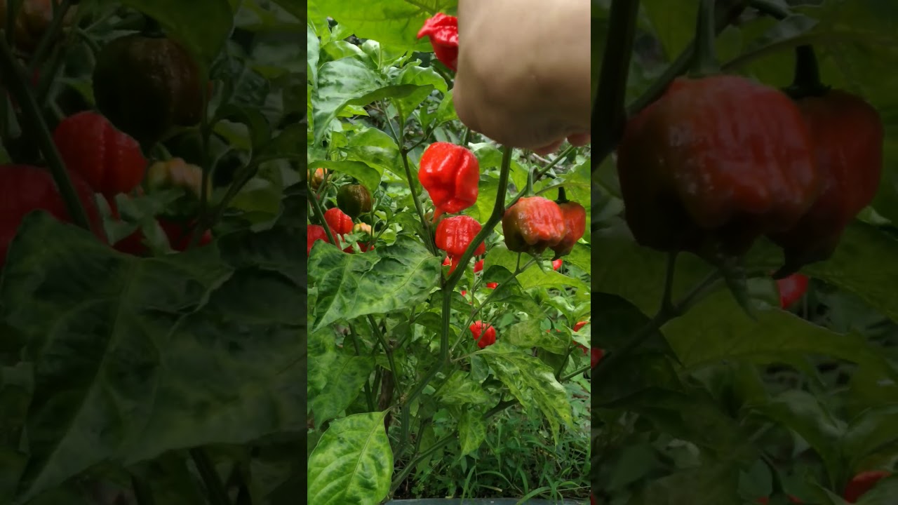 Panen cabe carolina reaper 