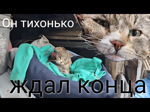 Этот кот уже не плакал / он молча пришёл умирать к женщине во двор /help save the cat