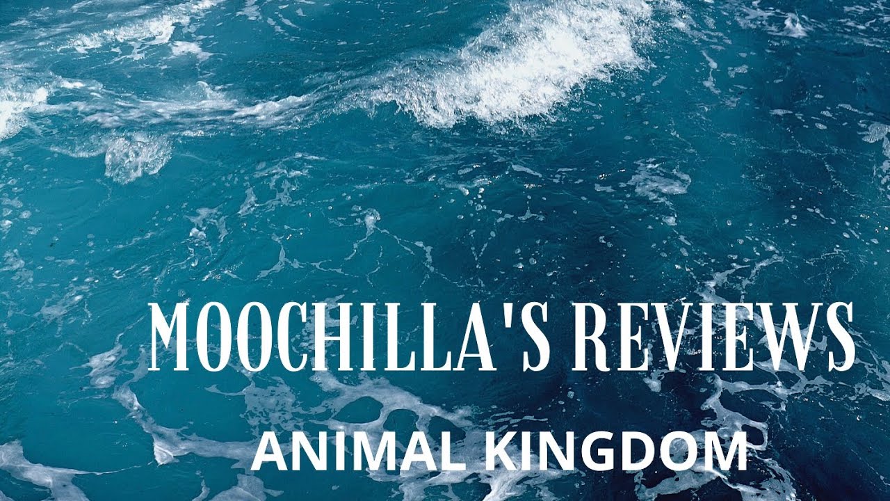 ANIMAL KINGDOM - YouTube