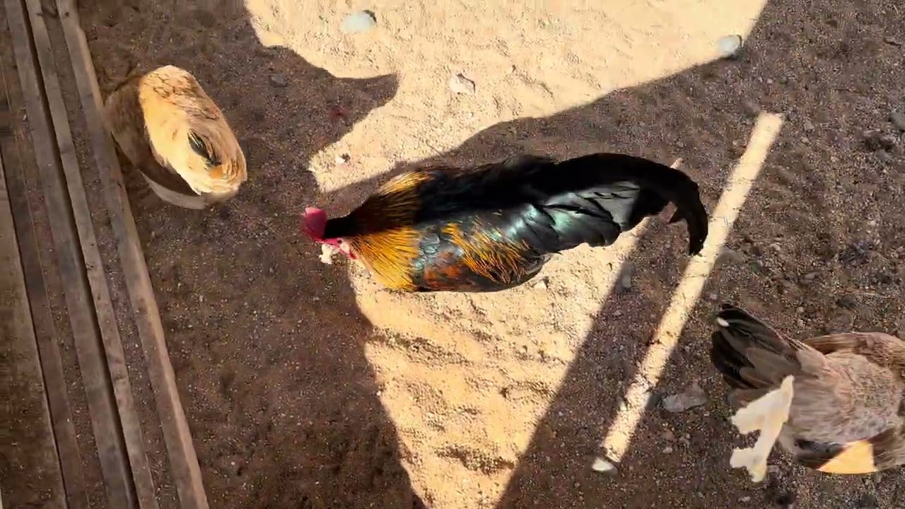 Pasando tiempo con mis 🐔🐥🐤 Spending time with my chickens 🐔💕#chickens #backyard