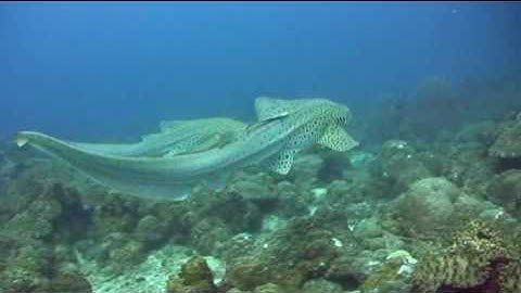 Leopard shark mating dance