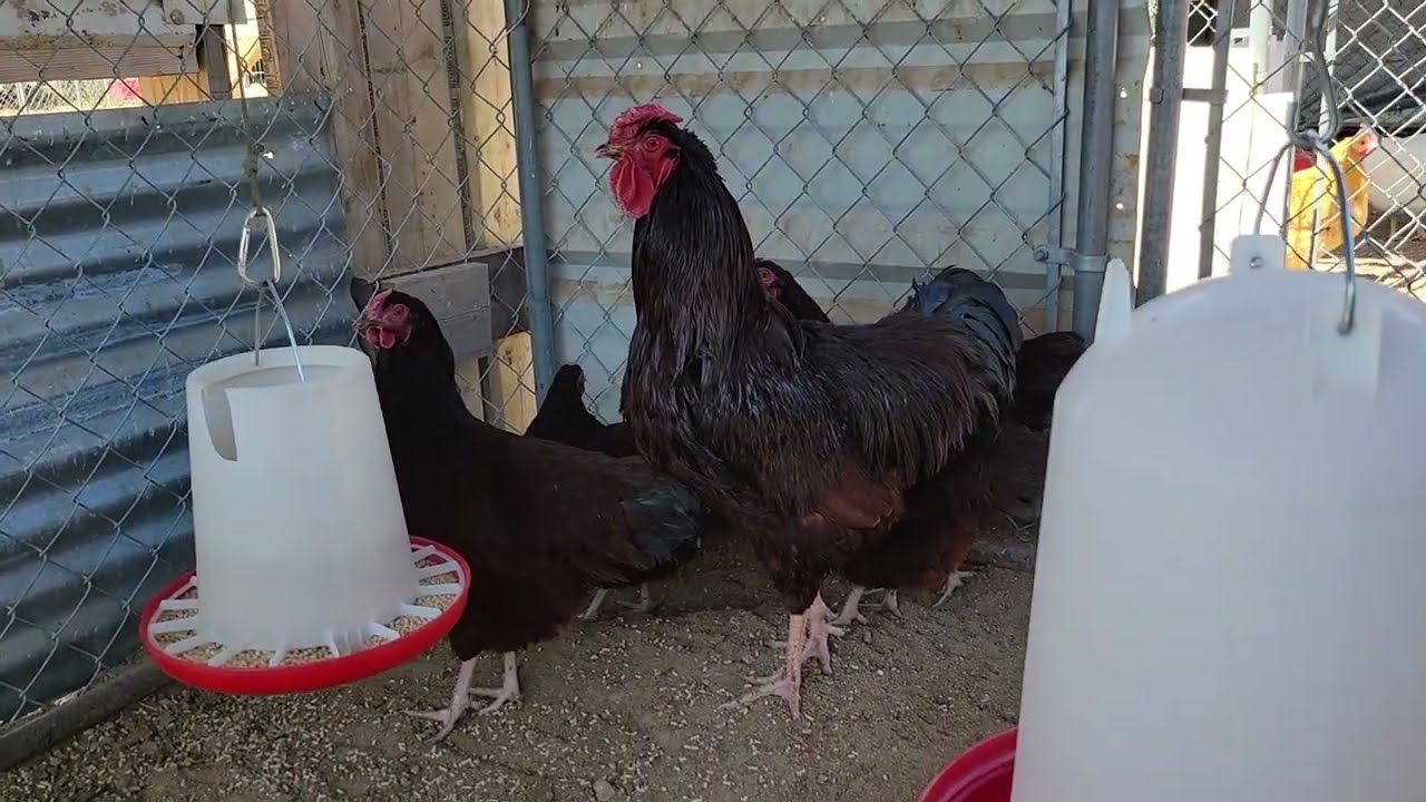 Rhode Island Red - Rose comb  (3-19-22)