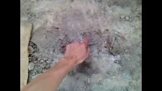Ancient Persian Puppy Burial