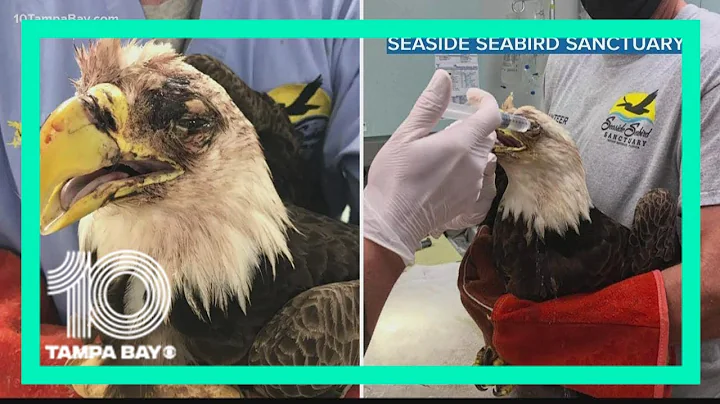 Seminole family develops bond with injured bald ea...