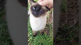 PETTING A SASSY BLUE EYED CAT