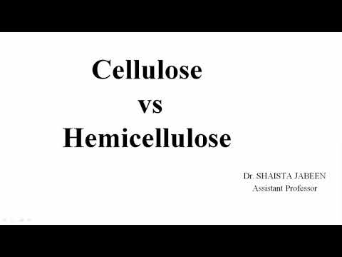 Целлюлоз vs hemicellulose | Полисахаридууд | Нүүрс ус | Анагаах ухааны биохимийн лекцүүд