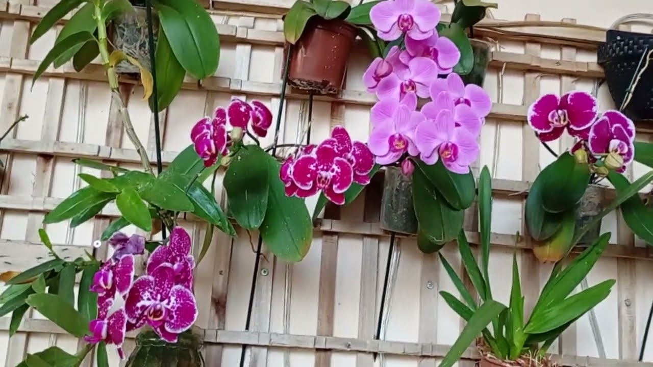 Mais botões das orquídeas floriu 