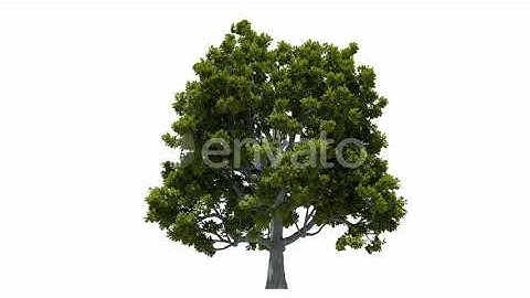 Growing Oak Tree | Motion Graphics - Envato elements