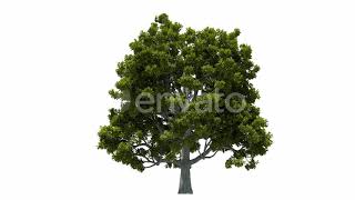 Growing Oak Tree | Motion Graphics - Envato elements