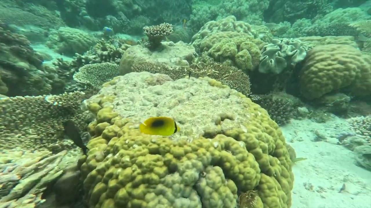 Couples and Schools 9