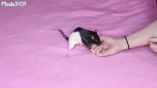 Rat Training 101Basic Tricks
