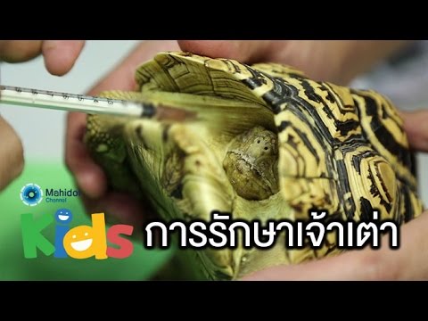 วีดีโอ: วิธีการรักษาเต่า