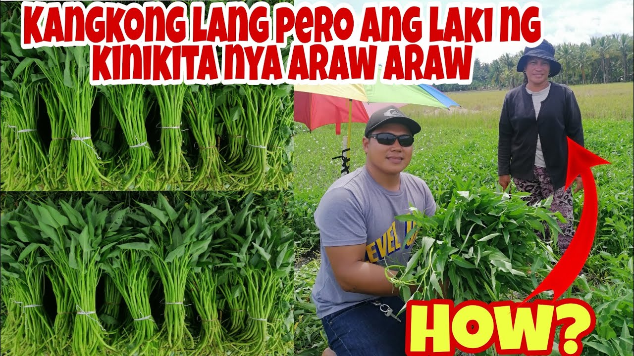 WOW! Kumikita Araw-Araw sa Kangkong Farming, Puhunan 250 lang!!