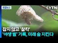 잡지 않고 '찰칵'...'야생 벌' 기록, 미래 숲 지킨다 / YTN