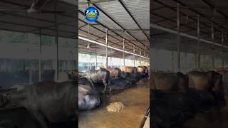 😱 भारत के Top 3 Buffalo Farming States! 🐃