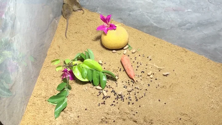 Cat TV games mice playing hide & seek and squeaking for cats to watch 4k UHD 60fps