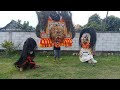 Atraksi Barongan Blora Dan Reog Ponorogo Kyai Joko Tuek Maseko Channel
