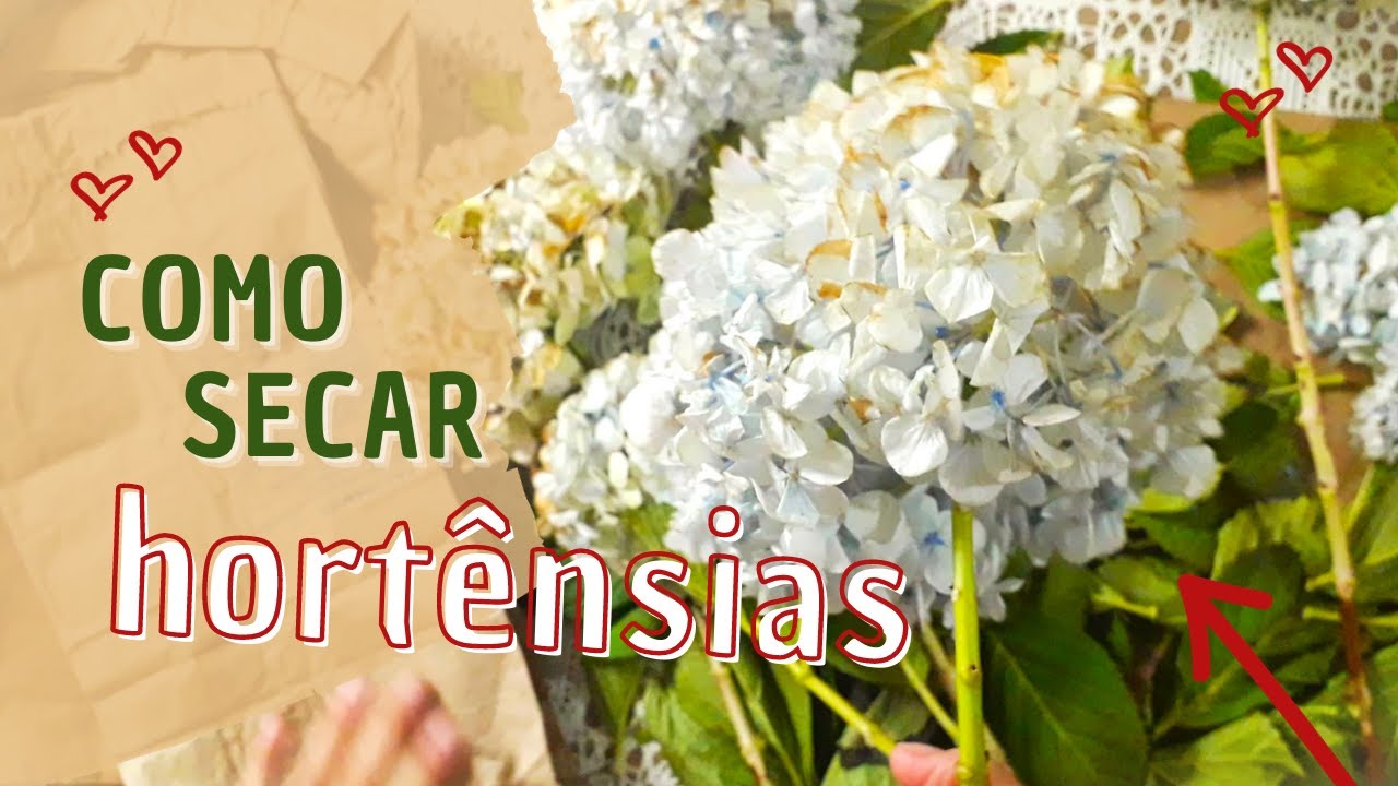 🌸 Utilizei 4 formas para DESIDRATAR HORTÊNSIA | Veja a que deu mais certo