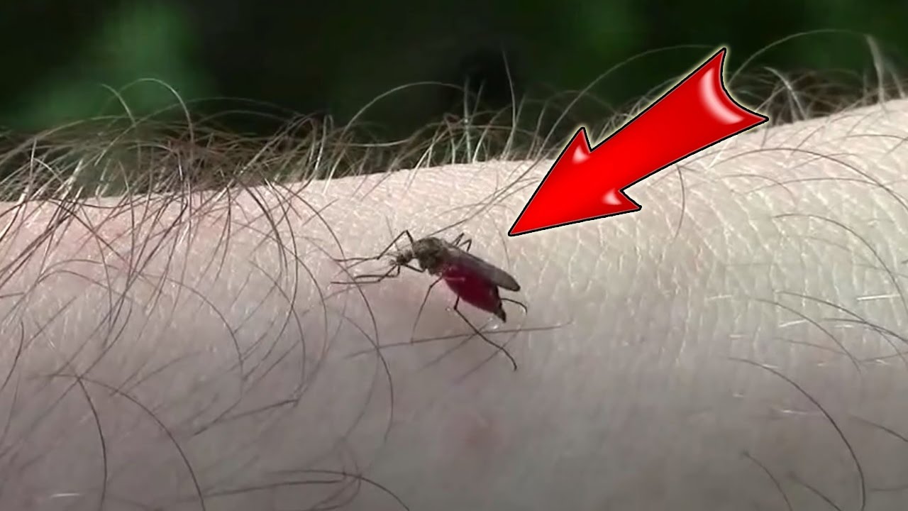 Какую кровь кусают комары. Новый вид комаров.