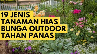 19 Jenis Tanaman Hias Bunga Outdoor Tahan Panas Untuk Pekarangan Rumah