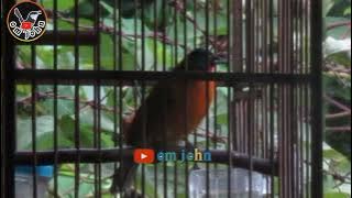 Masteran kutilang emas ngerol panjang