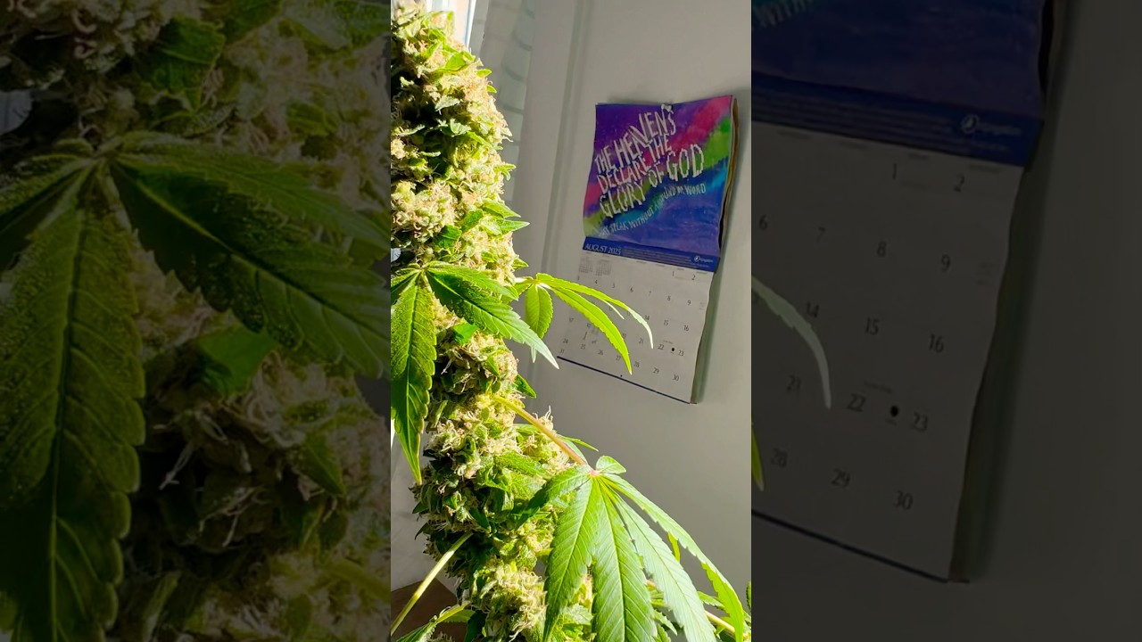 Sweet Chocolope🍈🌿 