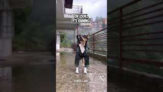 Everybody scream! Rainy day = poop strike 🐕 😂#dog  #rain #shorts #shortsfeed #pets